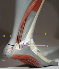 Important Anaotmical Landmarks when considering Tibial Nerve Block
