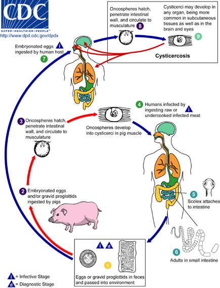 Cysticercosis - From CDC site