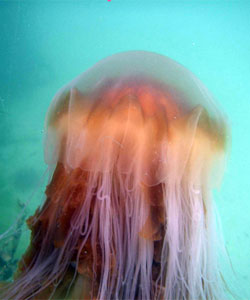 Lions Mane Jellyfish